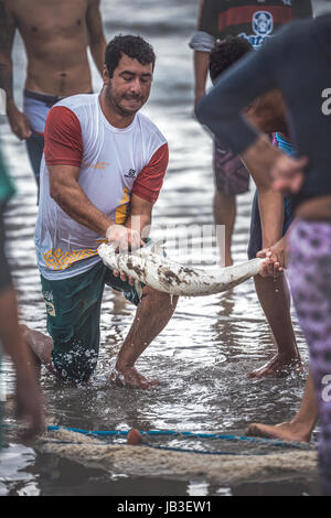 Ilha Do Mel, Paraná, Brasilien - 3. Juni 2017: Einheimische Fischer von Ilha do Mel (Honig Insel) ziehen das Netz mit Fisch, für das fest von der Meeräsche. Stockfoto