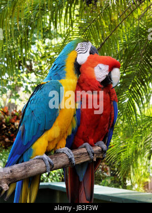 Geklebte paar Aras Cudding oben. Stockfoto