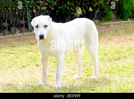 Eine junge schöne weiße zentraler Asiatischer Schäferhund stehend auf dem Rasen. Der zentrale asiatische Owtscharka ist ein großer robuster Hund, in der Regel mit kleinen kupierten Ohren und dick doppeltes Haarkleid. Stockfoto