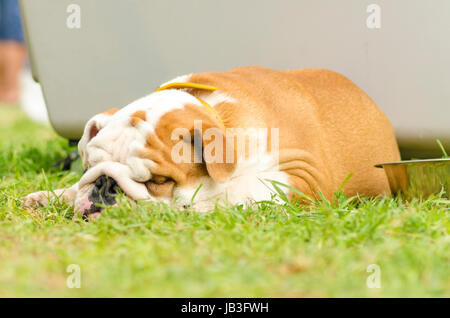 Eine kleine, jung, schön, braune und weiße englische Bulldogge liegend auf der Wiese schlafen suchen, sehr friedlich, faul und müde Stockfoto