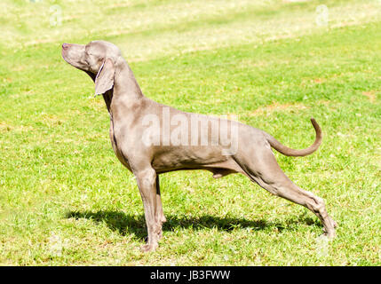 Eine junge, schöne, Silber blau graue Weimaraner Hund stehend auf dem Rasen mit keine kupierte Rute. Grey Ghost ist eine Jagdhund Waffe ursprünglich für Königtum und Adel gezüchtet. Stockfoto