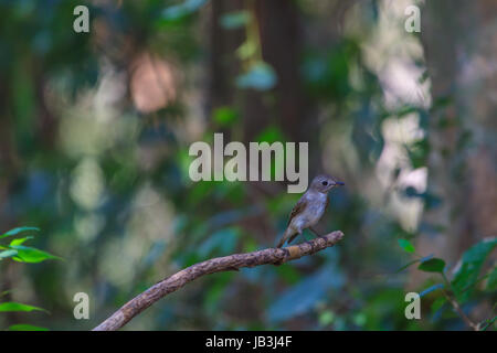 schöne asiatische braune Fliegenfänger (Muscicapa Dauurica) stehend auf Ast im Wald Stockfoto