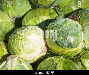 Haufen von frischen Reifen weißen Kohl auf einem Bauernmarkt Stockfoto