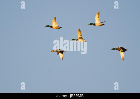 Fünf Mallard Enten fliegen in einen blauen Himmel Stockfoto