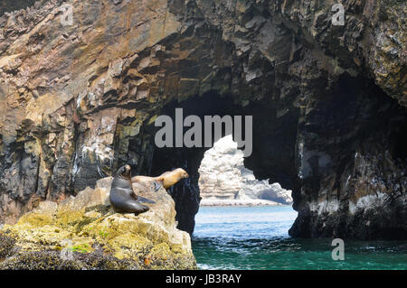 Zwei südamerikanischen Seelöwen, die auf einem Felsen sitzen Stockfoto