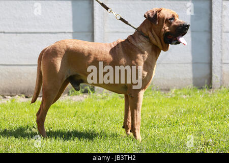 Japanische Rasse Tosa Inu Hund im Garten beobachten Stockfoto