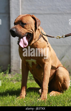 Samurai Schäfer Hunde sitzen in der Wiese Stockfoto