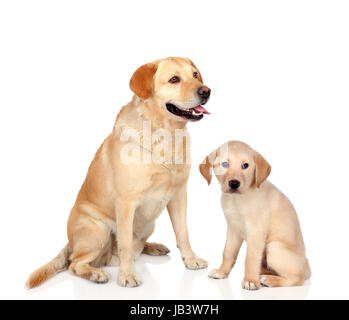 Erwachsener Hund mit Welpen sitzen isoliert auf weißem Hintergrund Stockfoto