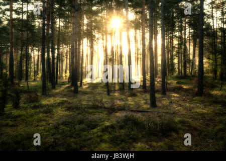 Sonne Strahlen im Pinienwald kurz nach Sonnenaufgang Stockfoto