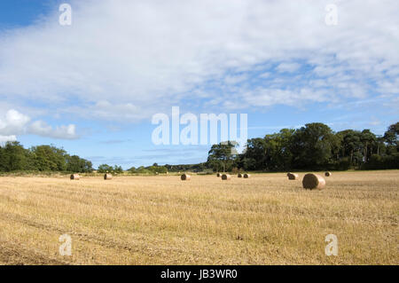 Heuballen, trocknen in der Spätsommer-Sonne, Northumberland Stockfoto