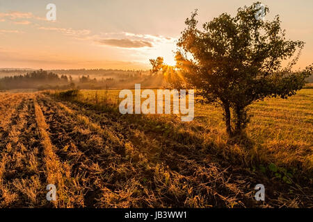 Einsamer Baum auf dem nebligen Feld im golden sunrise Stockfoto