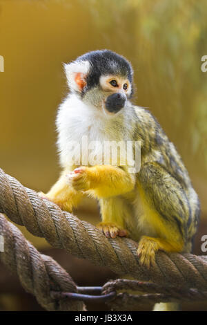 Eichhörnchen oder Schädel Affe sitzt auf Seil Stockfoto