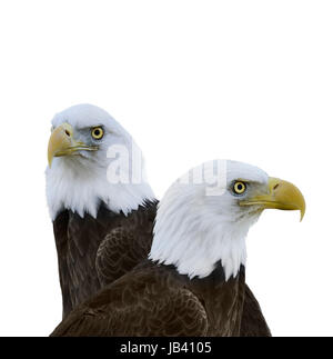 Amerikanische Weißkopfseeadler, Isolated On White Background Stockfoto