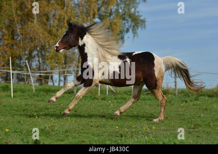 Deutsche Reiten pony Stockfoto