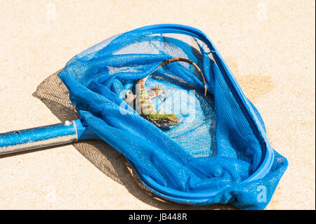 Baby Leguan ruht in einem Pool net auf dem Pooldeck nach seiner Rettung. Stockfoto