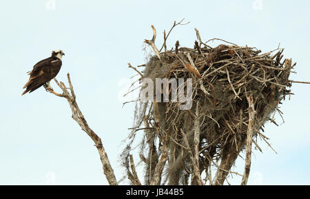 Eine Osprey ruht neben seinem Nest in die Everglades von Florida. Stockfoto