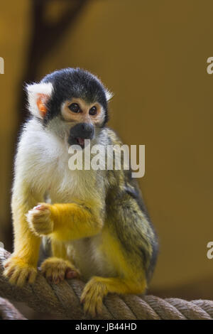 Eichhörnchen oder Schädel Affe sitzt auf Seil Stockfoto