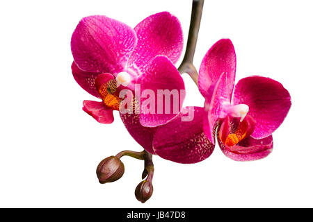 Zwei lila Orchidee blüht mit Knospen auf kleinen Zweig zu isolieren Stockfoto