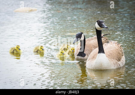 Eine Familie mit Kanadagans (Branta Canadensis).  Century Park, Edmonton, Kanada. Stockfoto