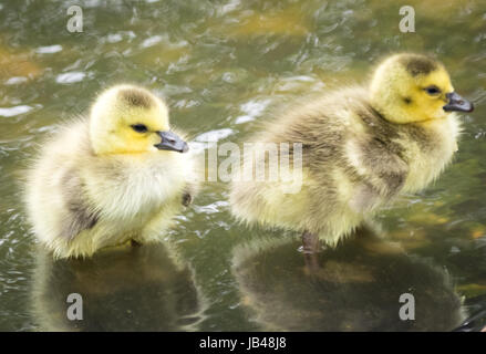 Neugeborenen, Tag-alte, Kanadagans Gänsel waten im seichten Wasser bei Century Park in Edmonton, Alberta, Kanada. Stockfoto