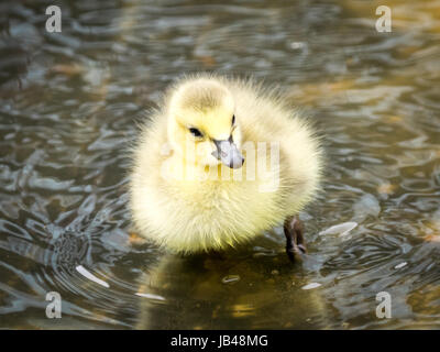 Ein Neugeborenes, Tag-alte, Kanadagans Gosling waten im seichten Wasser bei Century Park in Edmonton, Alberta, Kanada. Stockfoto