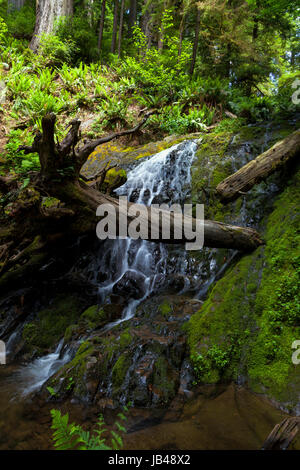 Farn fällt am Ende der Boy Scout Trail im Jedediah Smith Redwoods State Park. Stockfoto