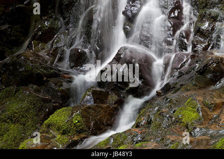 Farn fällt am Ende der Boy Scout Trail im Jedediah Smith Redwoods State Park. Stockfoto