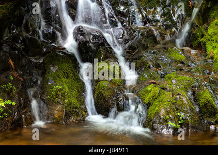 Farn fällt am Ende der Boy Scout Trail im Jedediah Smith Redwoods State Park. Stockfoto