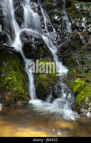 Farn fällt am Ende der Boy Scout Trail im Jedediah Smith Redwoods State Park. Stockfoto