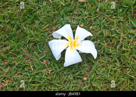 Plumeria Blume, Frangipani, auf Rasen Hintergrund Stockfoto