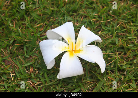 Plumeria Blume, Frangipani, auf Rasen Hintergrund Stockfoto