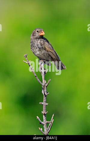Weibliche Galapagos Finch möglicherweise ein mittelfein gemahlenen Fink der Galapagos Inseln. Stockfoto