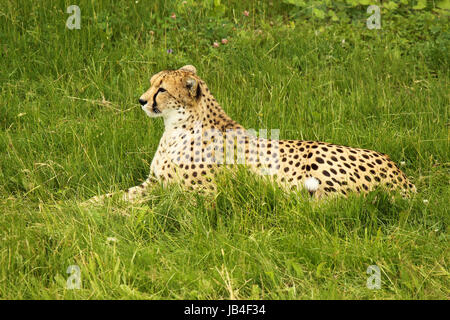 Ein Gepard perked herauf, während er in einer Wiese. Stockfoto