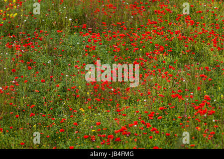 Blühender Roter Mohn Blumen Im Feld Sommer Im Freien Landschaft hintergrund Stockfoto