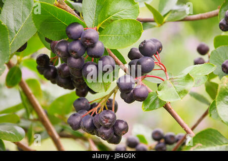 Apfelbeere - Aronia 02 Stockfoto