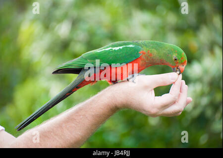 Neugierig Australian King-Papagei (Alisterus Scapularis) wird aus der Hand, in der Nähe von Apollo Bay auf der Grat Ocean Road, Victoria - Australien zugeführt. Stockfoto