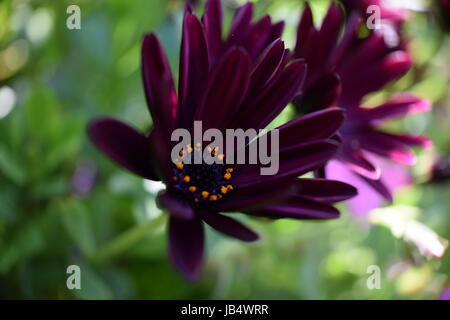 Lila Osteospermum Flower (Marco Close-Up) Stockfoto