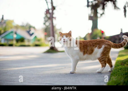 Orange-weiße Tabby Katze stehend auf einem Bürgersteig in einem Wohngebiet mit Mund offen und miaut, Stockfoto