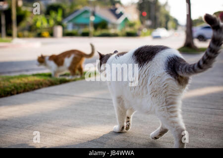 Zwei Hauskatzen in einem Wohngebiet zu Fuß in Richtung Straße, beide mit ihren Schwänzen auf und gebogen. Stockfoto