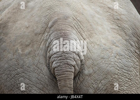 Grauer Elefant Hintergrundmuster mit Schweif und Haut Stockfoto