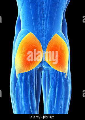 3D gerenderten Illustration - Gluteus maximus Stockfoto