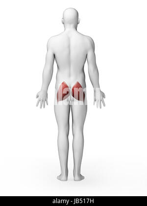 3D gerenderten Illustration - Gluteus maximus Stockfoto