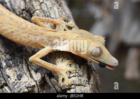 Uroplatus Lineatus Gecko Andasibe-Mantadia Nationalpark, Madagaskar Stockfoto