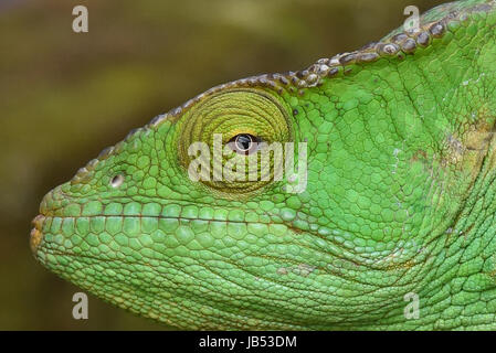 Bunte Parsons Chamäleon (Calumma Parsoni), Ranomafana, Madagaskar Stockfoto