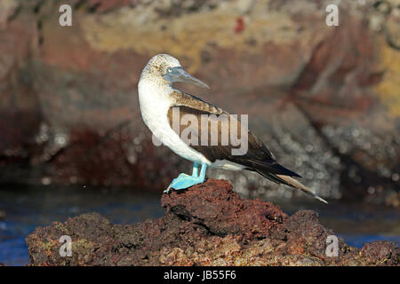 Blau-footed Sprengfallen auf Felsen in den Galapagos-Inseln Stockfoto