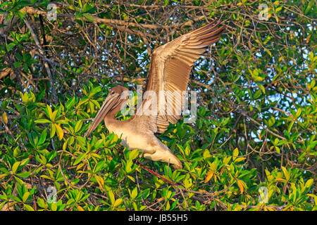 Brown Pelican Landung in Mangroven der Galapagos Inseln. Stockfoto