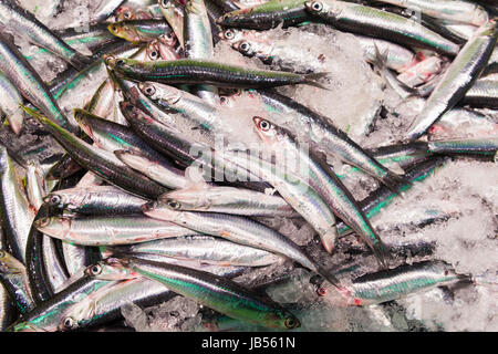 Europäische Sardelle Fisch auf dem Display On Ice auf Market Store Shop. Stockfoto