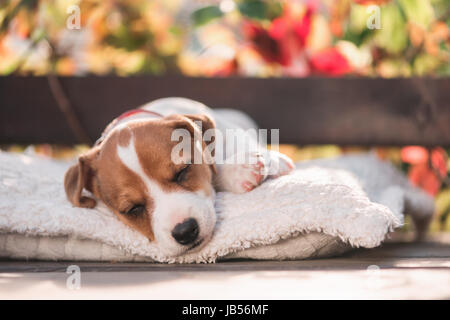 Porträt von einem Jack Russell Terrier Hund mit weißen Süße Jackrussellterrier Mit Engelsflügeln Und Einen