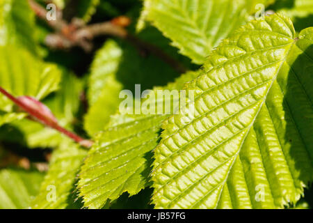 Nahaufnahme von frischen Pappel Blätter im Frühling. Stockfoto