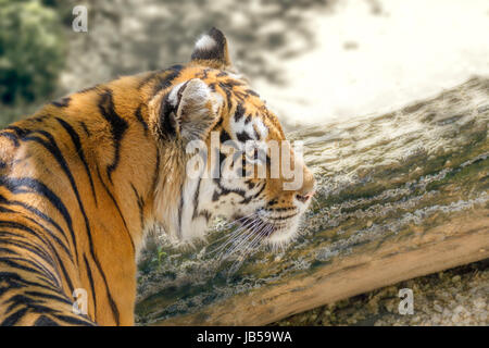 Bild wilde Tier gestreiften Räuber Amur-tiger Stockfoto